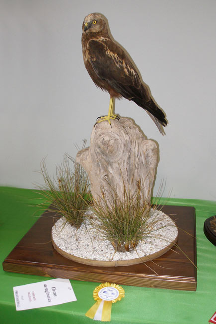 falco di palude